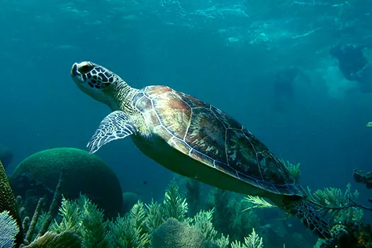 oceanix nauticos 11