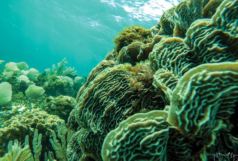 Oceanix Isla Mujeres Aventura en Catamarán y Snorkeling en Cancun